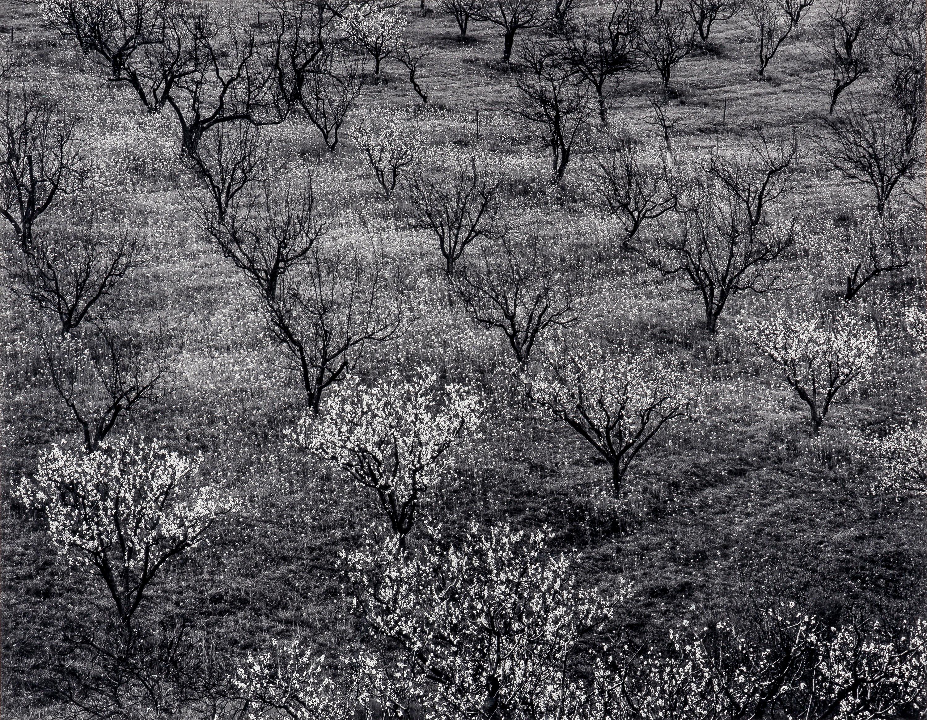 Ansel Adams (1902–1984) Orchard, Early Spring, Portola Valley, California, c. 1953