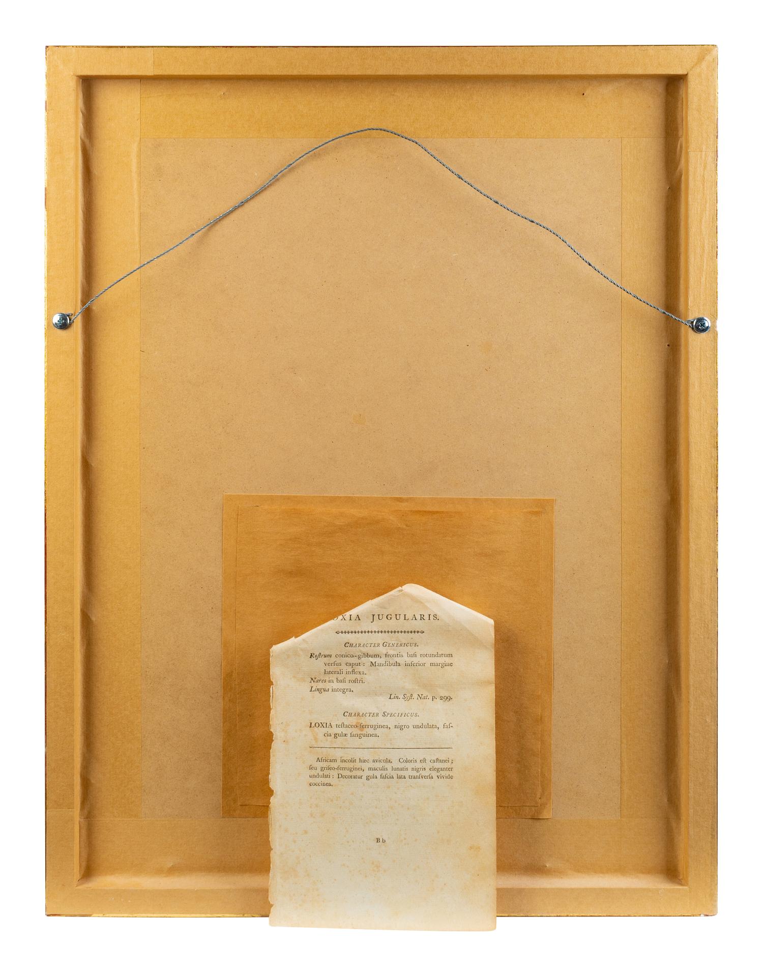 A Set of Four Hand-Colored Orinithological Engravings After Frederick Nodder — 19TH CENTURY