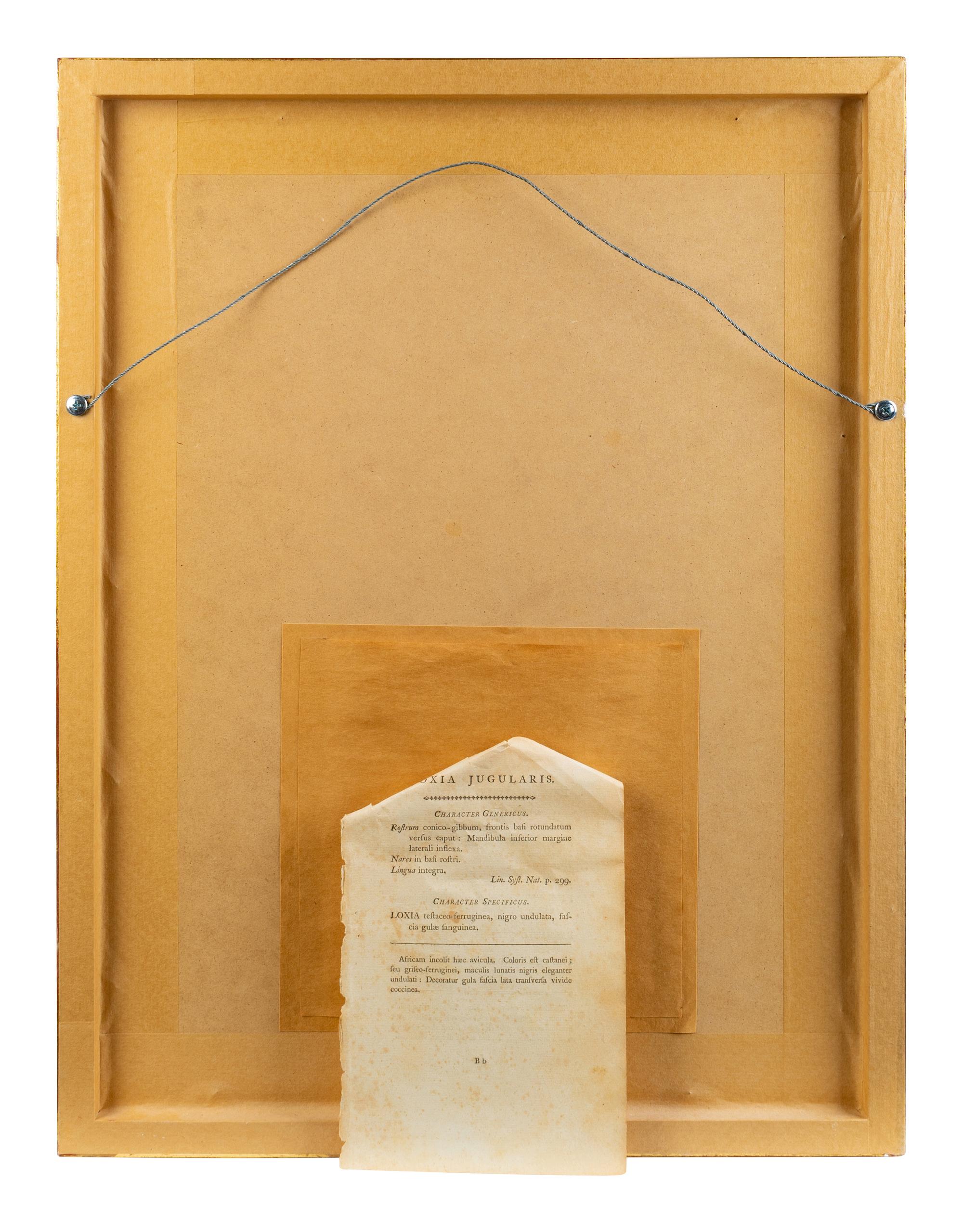 A Set of Four Hand-Colored Orinithological Engravings After Frederick Nodder — 19TH CENTURY