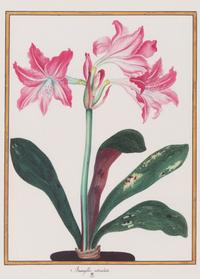 A Set of Eight Framed Botanical Prints