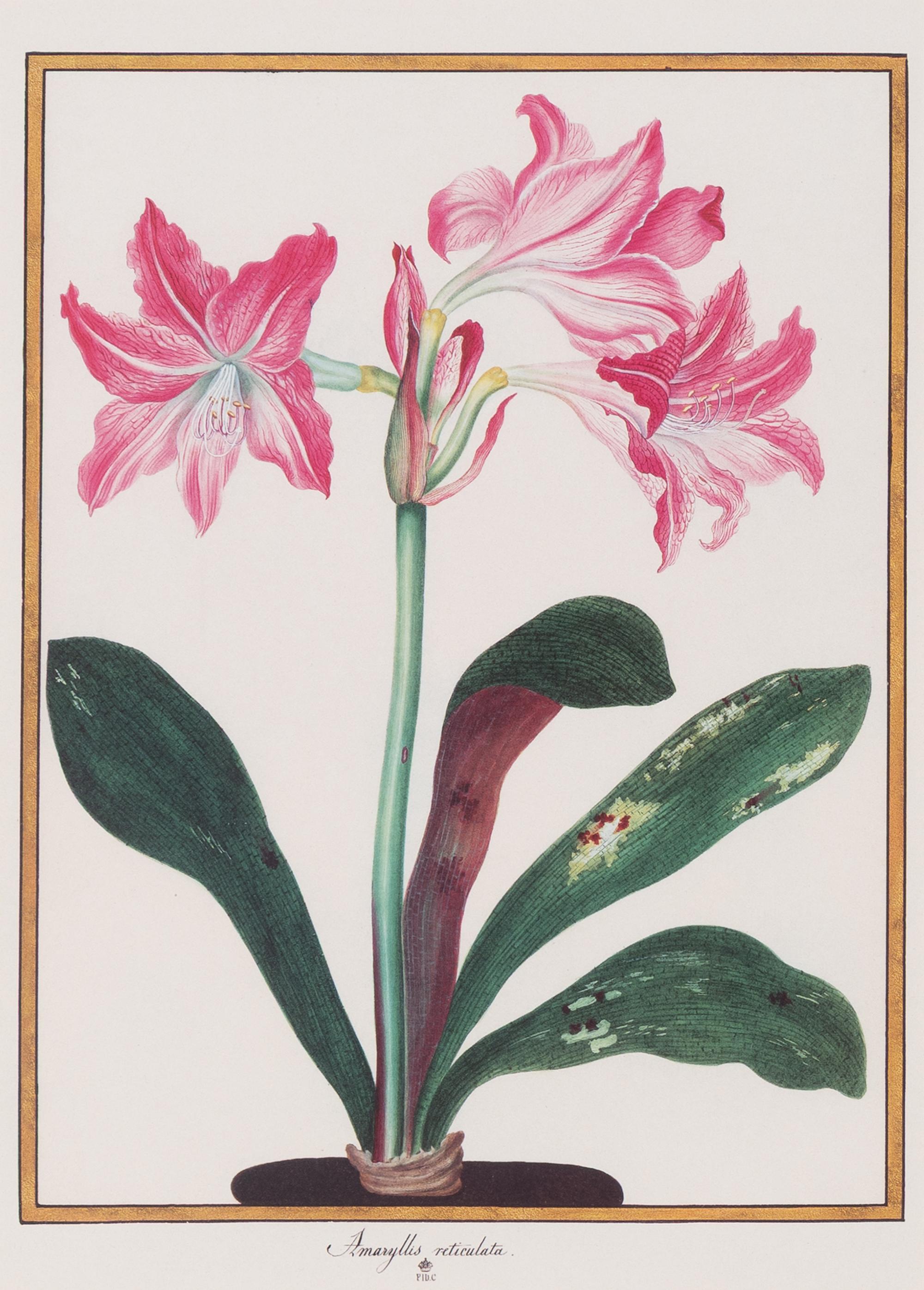 A Set of Eight Framed Botanical Prints