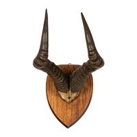 A Group of Three Taxidermy Antler Mounts