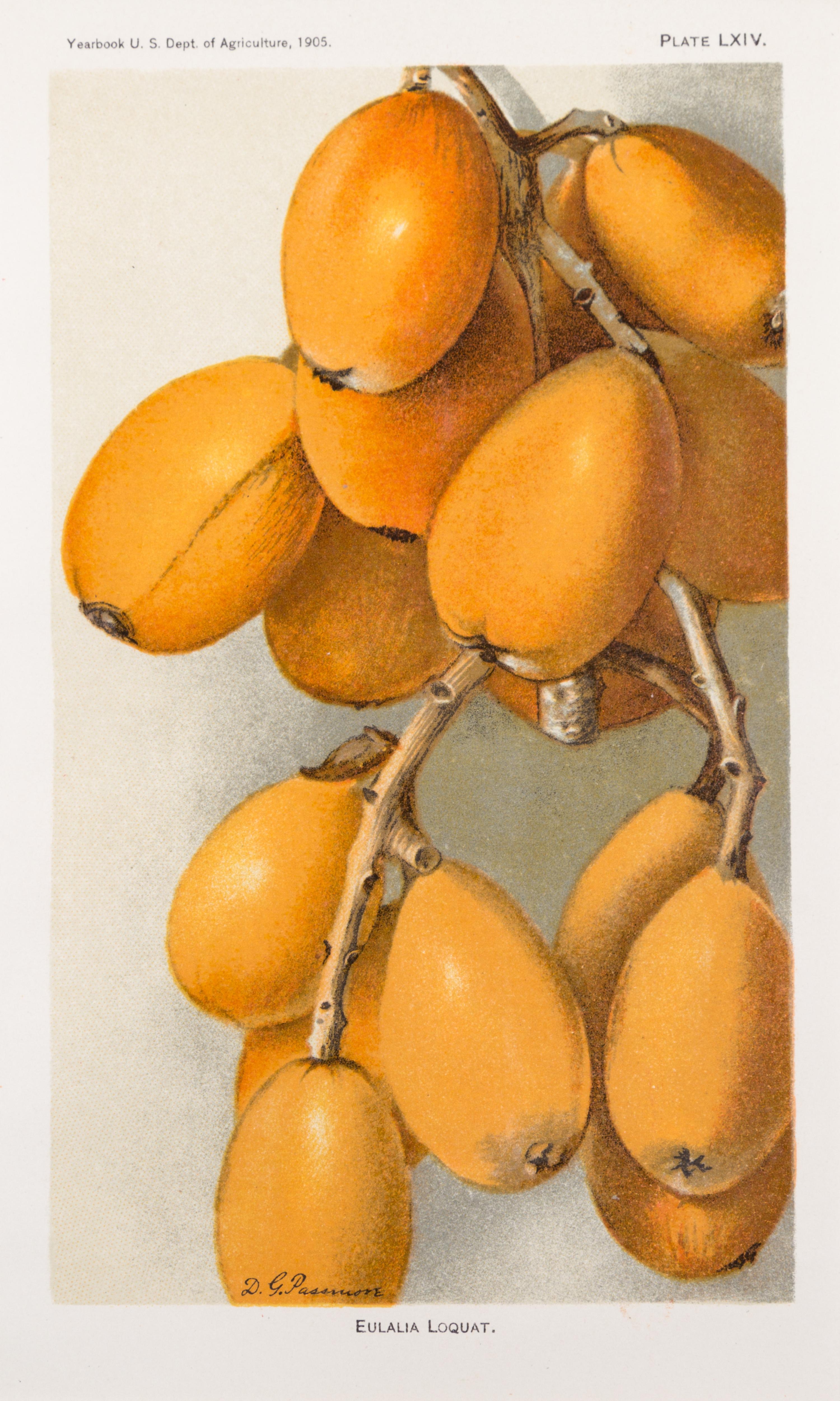 (BOTANY) US DEPARTMENT OF AGRICULTURE. A group of 20 chromolitho. plates of fruit and nuts.