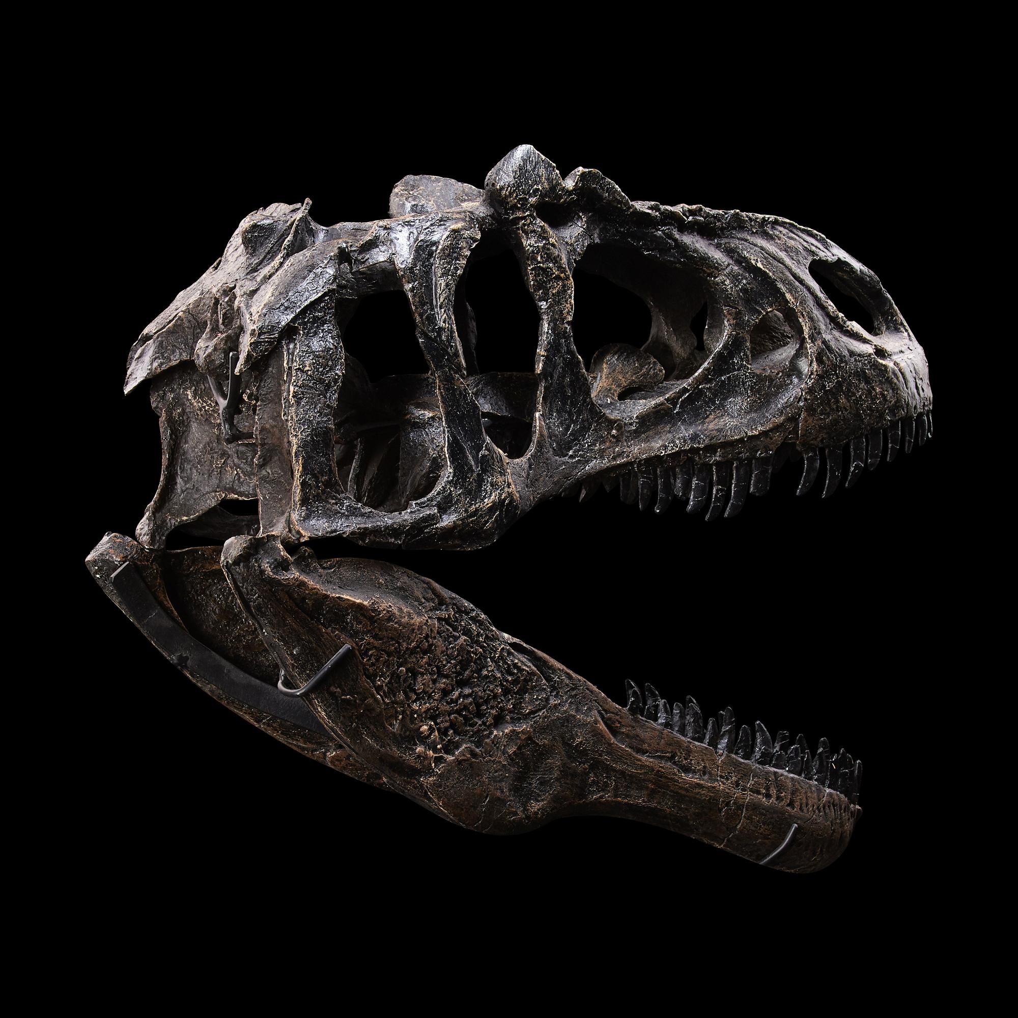 A Juvenile Allosaurus Skull ( Allosaurus fragilis)
