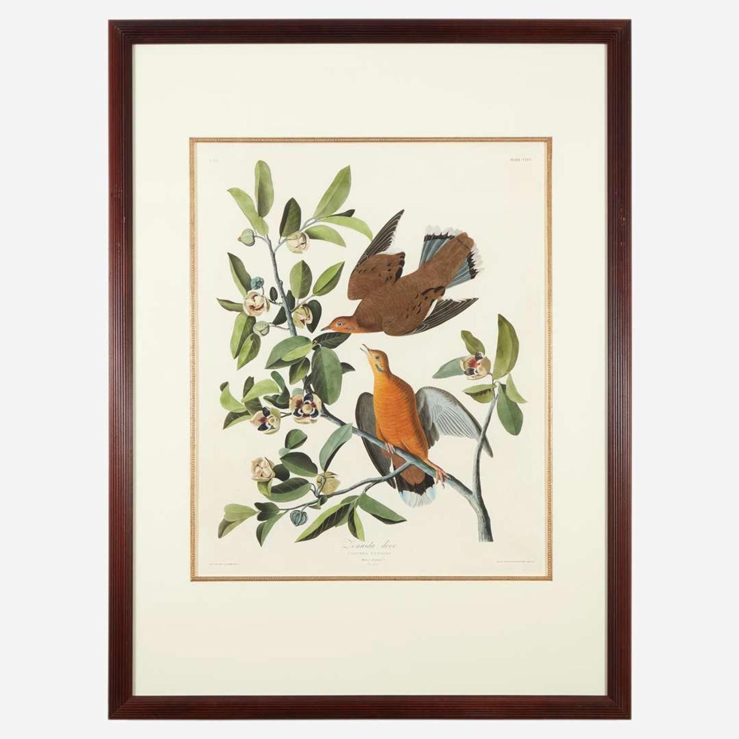 [Prints] Audubon, J(ohn). J(ames). Zenaida dove