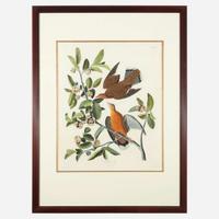 [Prints] Audubon, J(ohn). J(ames). Zenaida dove
