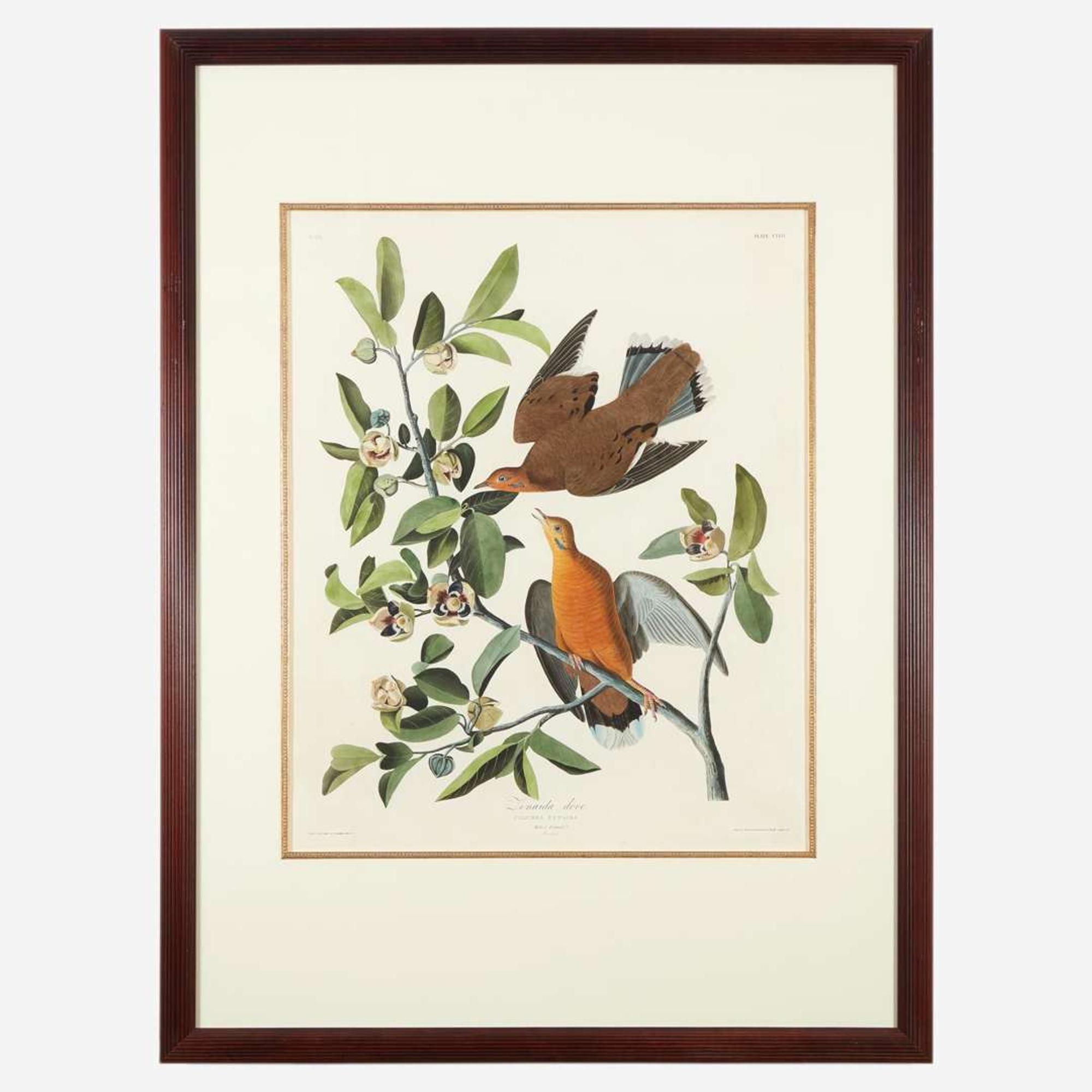 [Prints] Audubon, J(ohn). J(ames). Zenaida dove