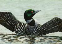 Stretching Loons , 2004
