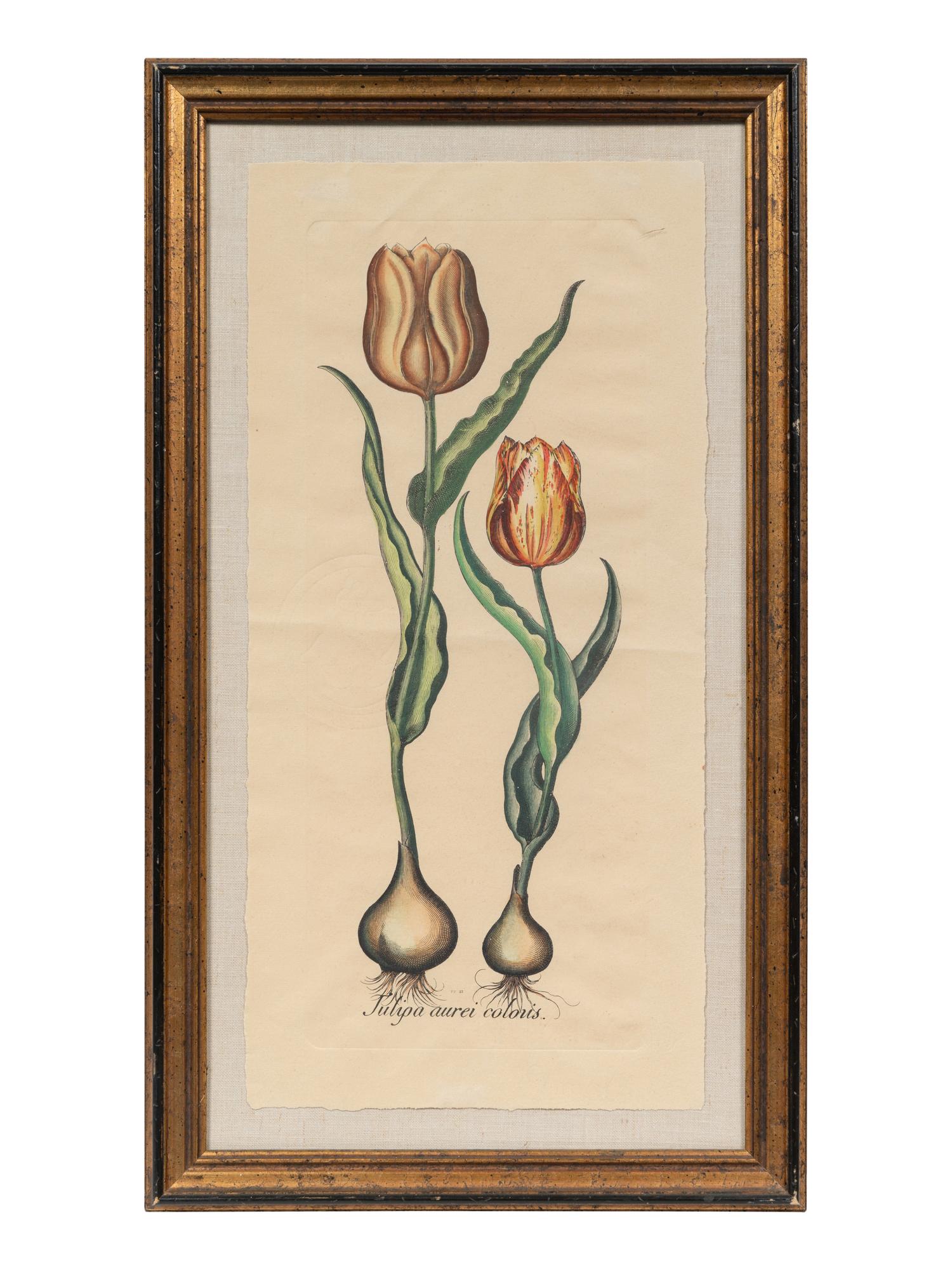 A Pair of Continental Botanical Engravings