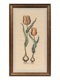 A Pair of Continental Botanical Engravings