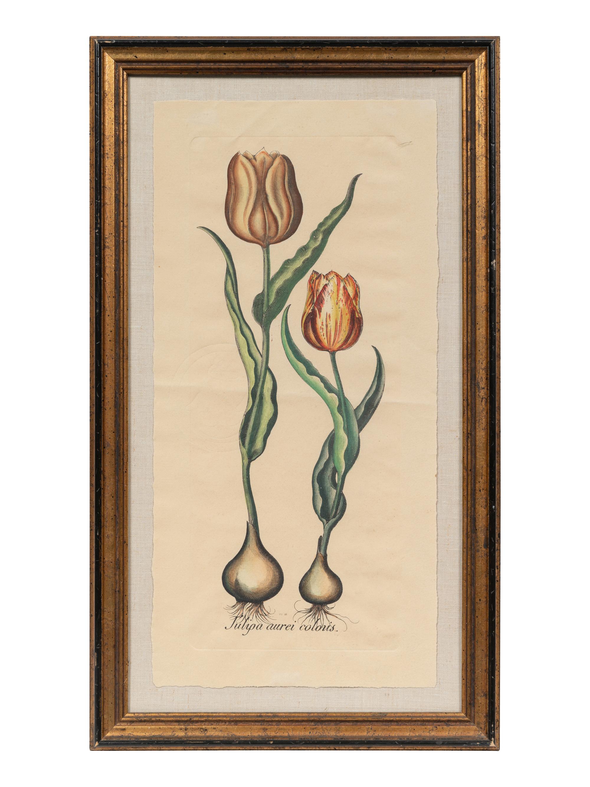 A Pair of Continental Botanical Engravings