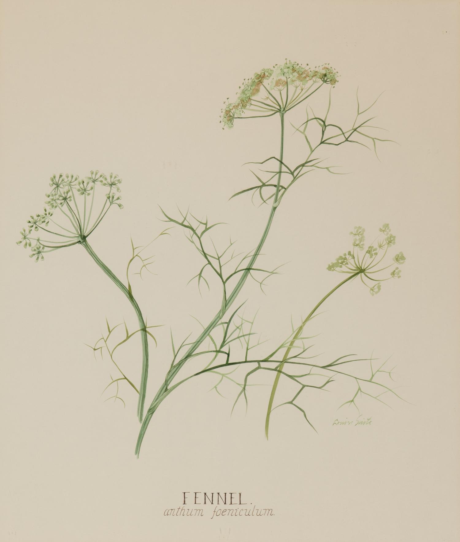 Four Louise Smith Watercolor Botanical Illustrations