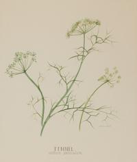 Four Louise Smith Watercolor Botanical Illustrations