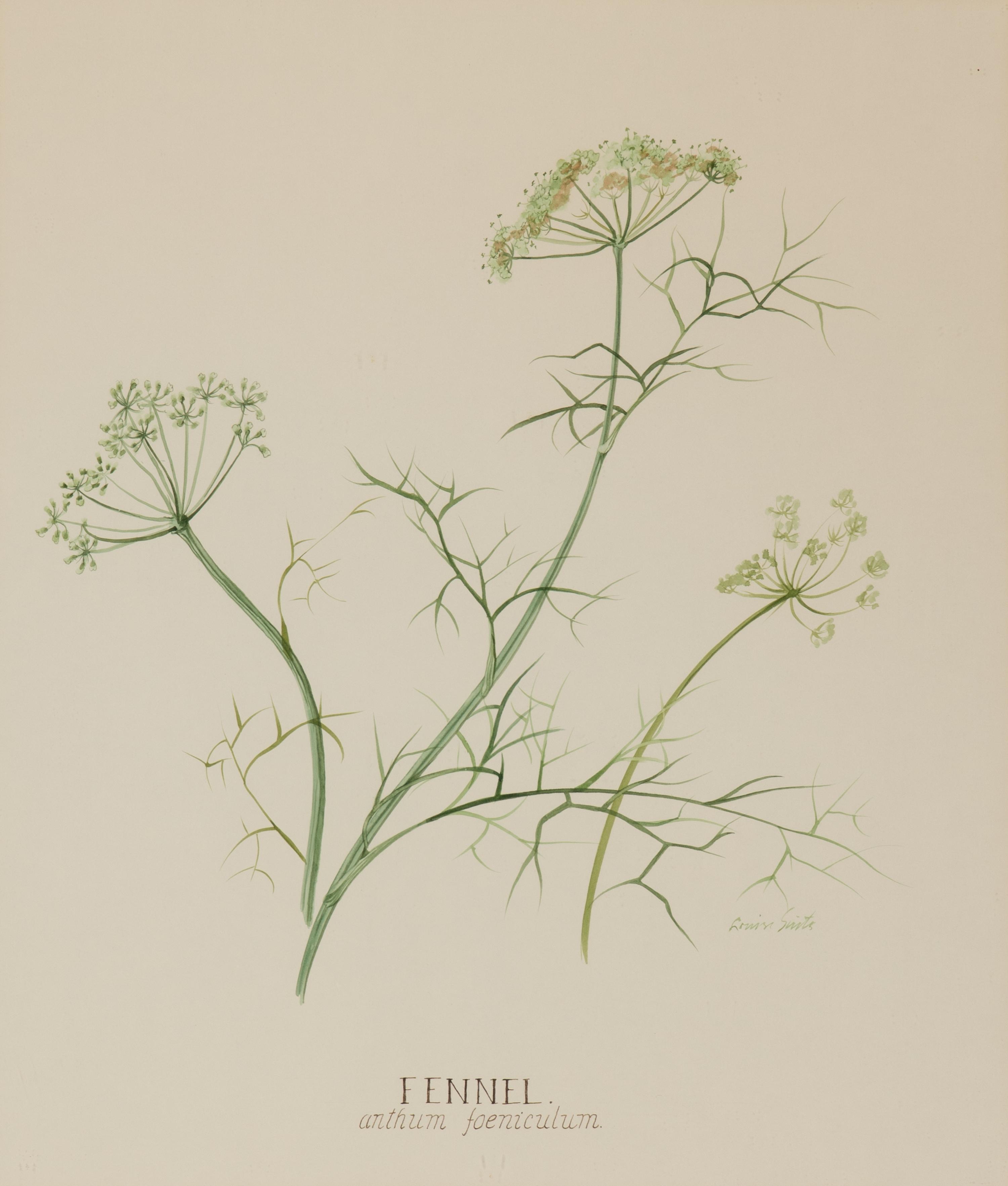 Four Louise Smith Watercolor Botanical Illustrations