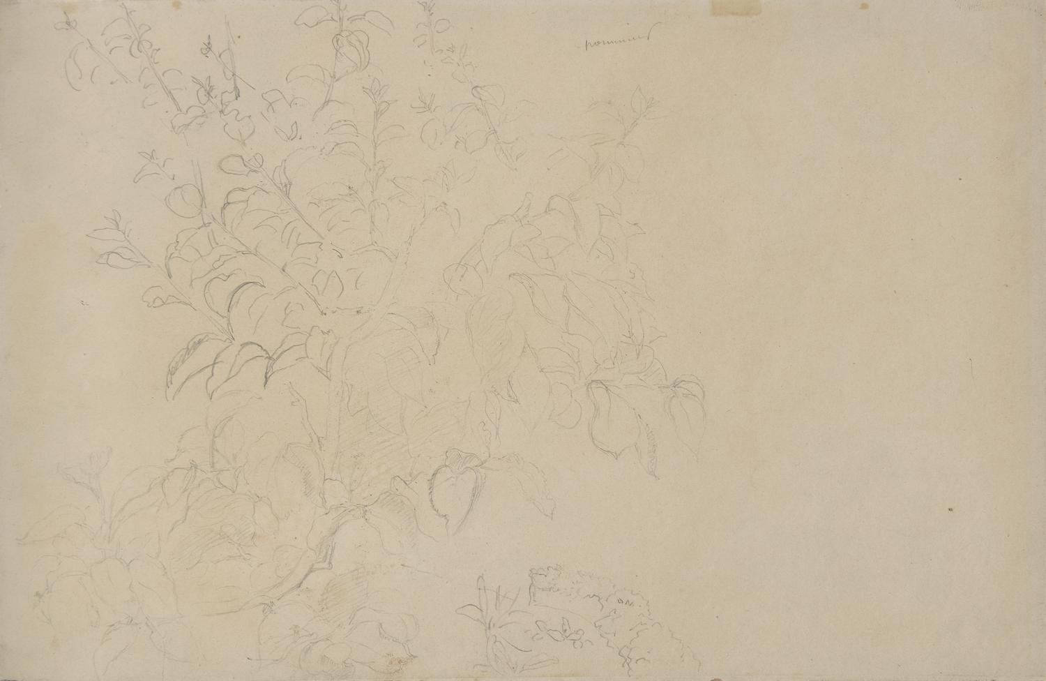 Camille Pissarro (French, 1830-1903) — Pommier