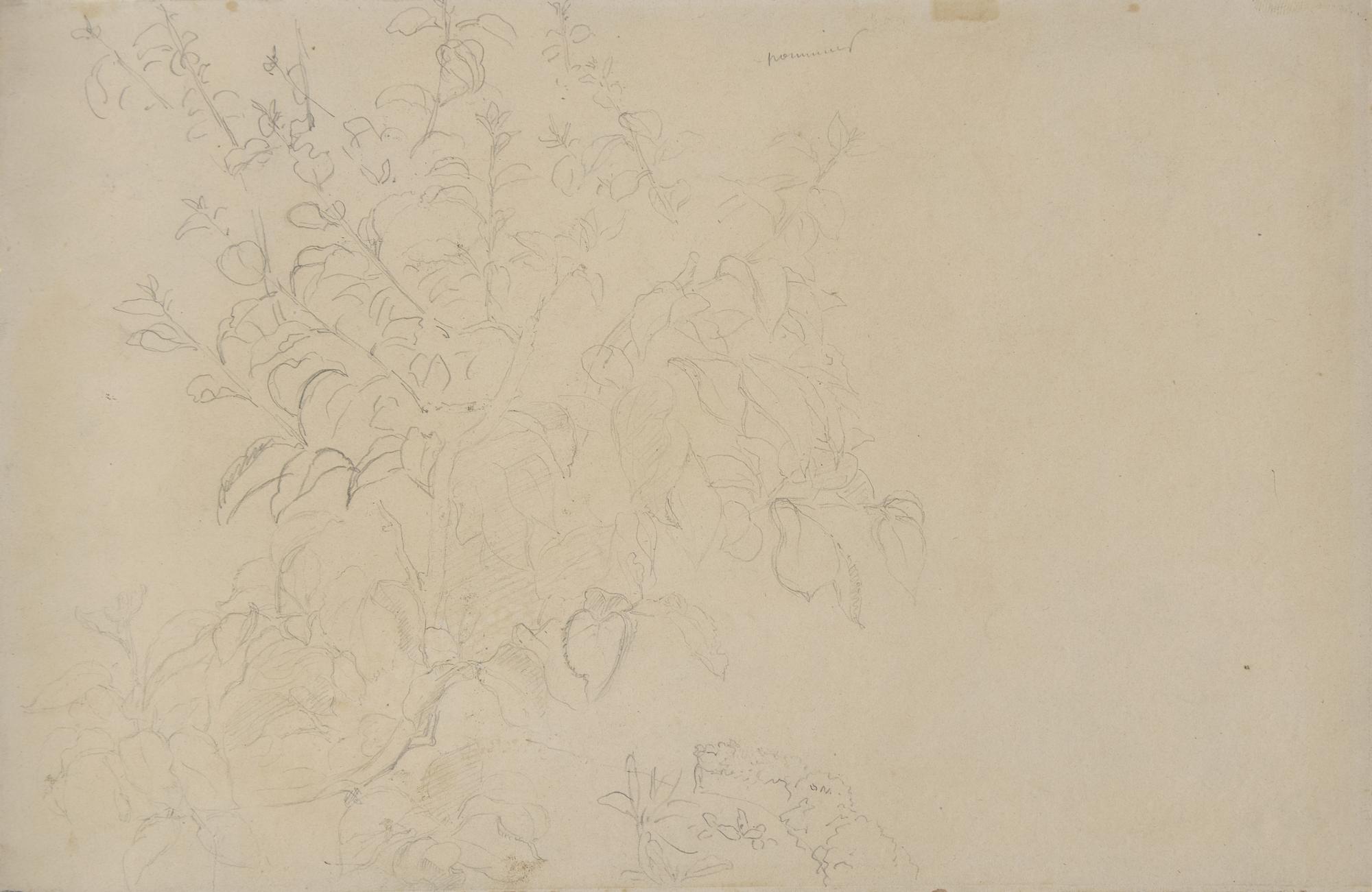 Camille Pissarro (French, 1830-1903) — Pommier