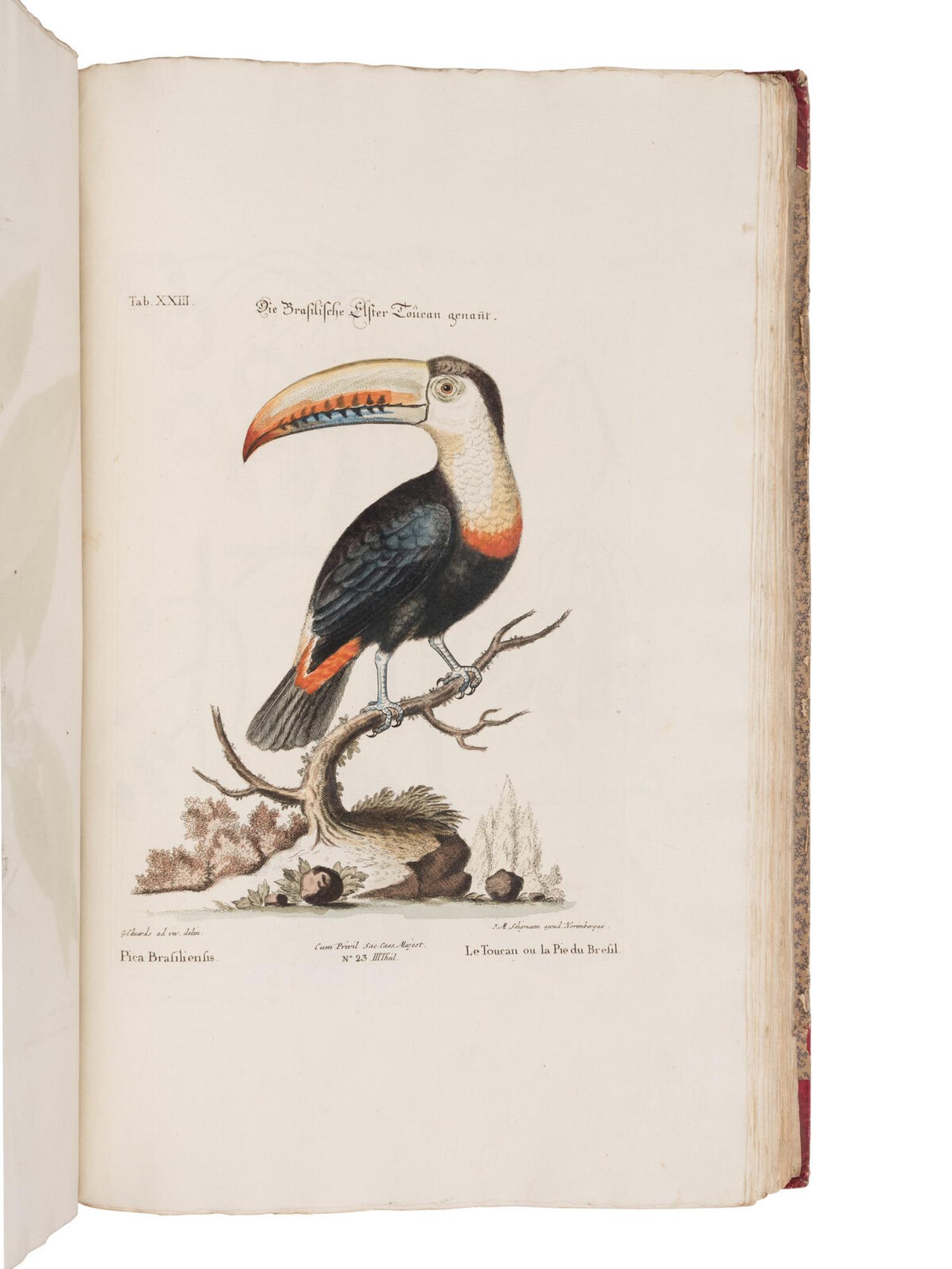 [NATURAL HISTORY]. SELIGMANN, Johann Michael (1720-1762). Verzameling van Uitlandsche en Zeldzaame Vogelen...in't Nedertuitsch vertaald... door M. Houttuyn . Amsterdam: Jan Christiaan Sepp, 1772-1781.