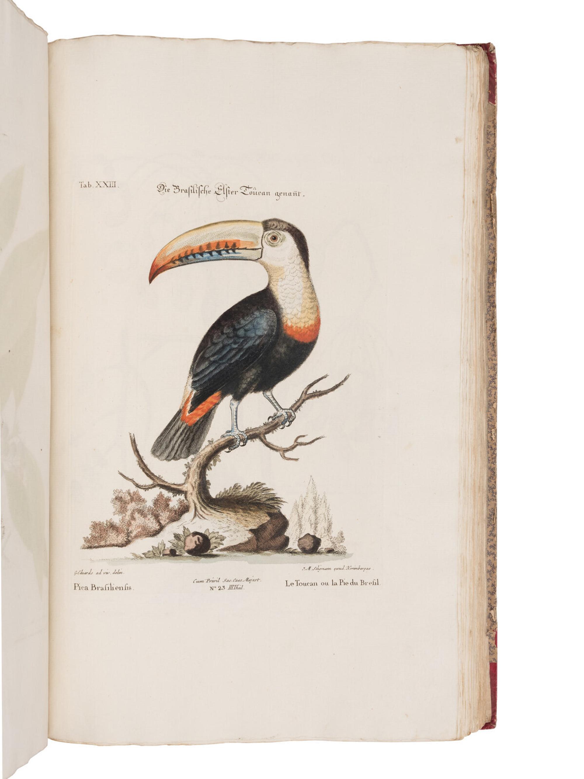 [NATURAL HISTORY]. SELIGMANN, Johann Michael (1720-1762). Verzameling van Uitlandsche en Zeldzaame Vogelen...in't Nedertuitsch vertaald... door M. Houttuyn . Amsterdam: Jan Christiaan Sepp, 1772-1781.