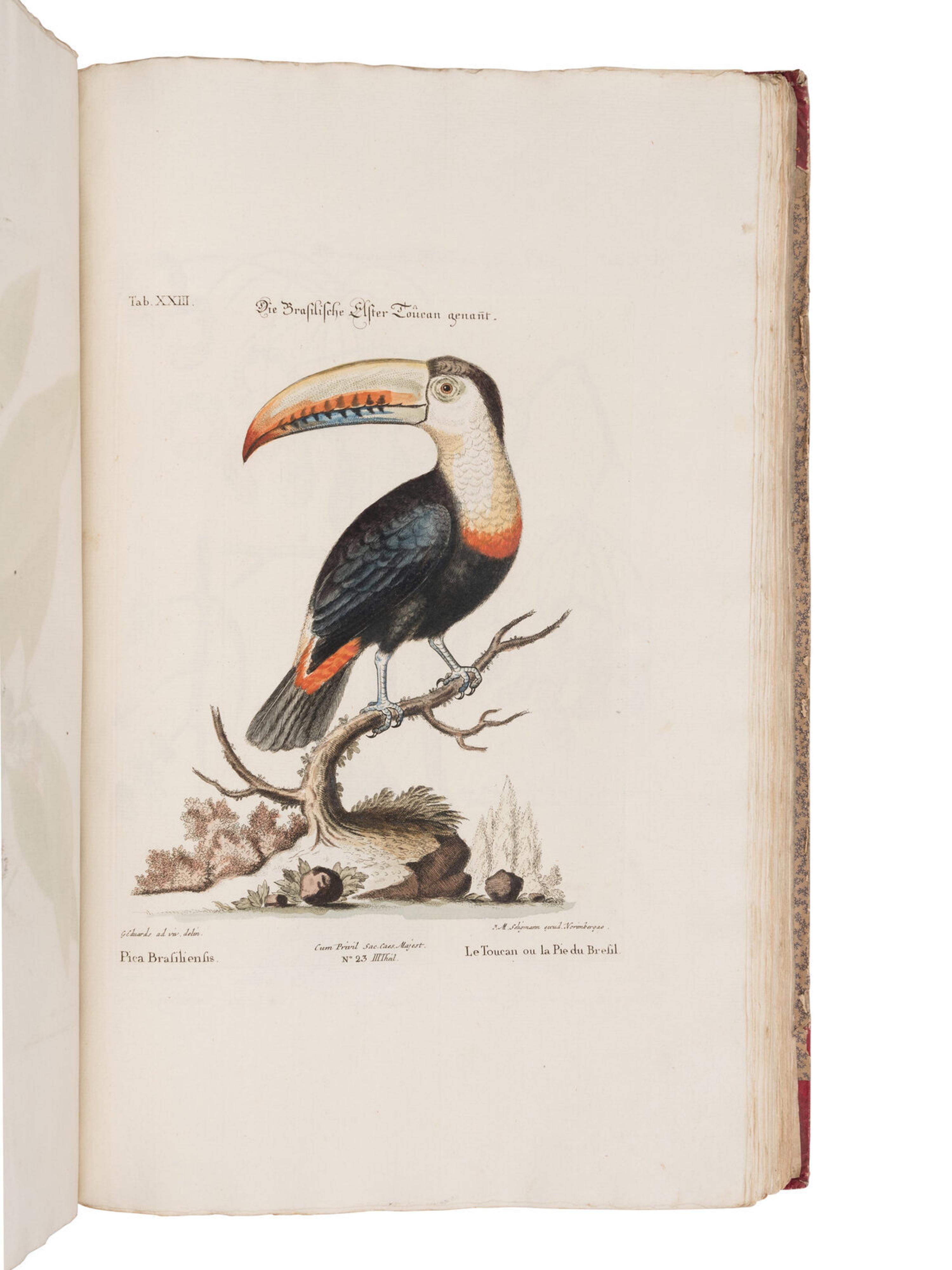 [NATURAL HISTORY]. SELIGMANN, Johann Michael (1720-1762). Verzameling van Uitlandsche en Zeldzaame Vogelen...in't Nedertuitsch vertaald... door M. Houttuyn . Amsterdam: Jan Christiaan Sepp, 1772-1781.
