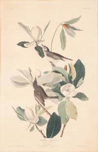 AUDUBON, John James (1785-1851).