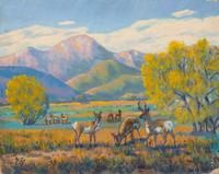 Antelope