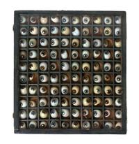 A Collection of Prosthetic Glass Eyes, Height of case 12 3/4 x width 11 5/8 inches.