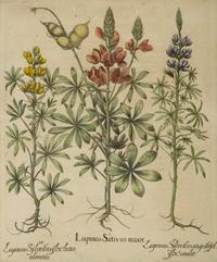 A Set of Six Hand-Colored Botanical Engravings After Basilius Besler (German, 1561-1629) — 19TH CENTURY