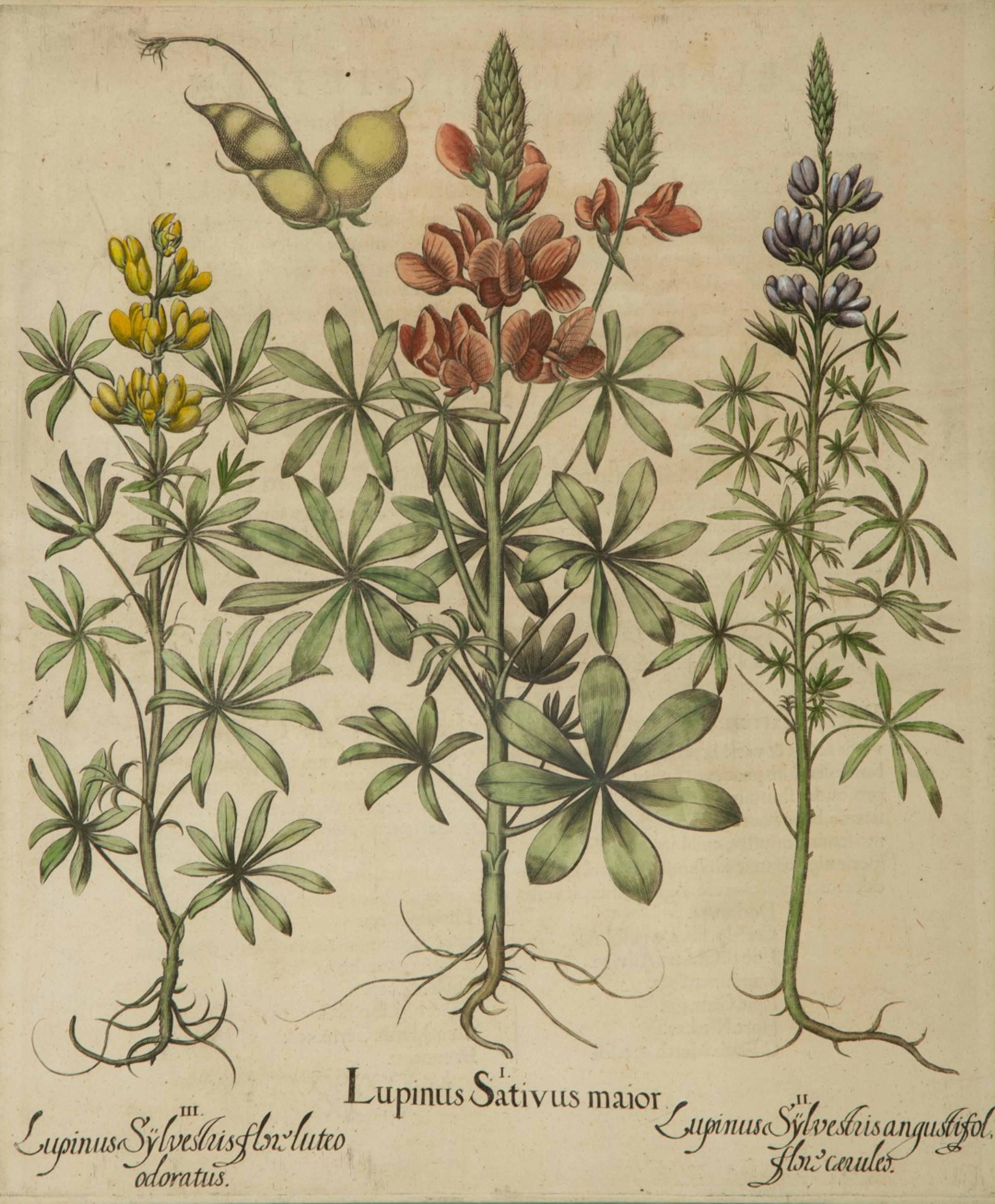 A Set of Six Hand-Colored Botanical Engravings After Basilius Besler (German, 1561-1629) — 19TH CENTURY