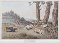 Henry ALKEN, after - I. CLARK, engraver Image 7 1/2 x 11 1/2 inches. — Spaniels - Water Spaniels