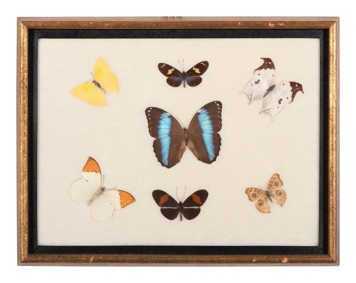 Three Framed Groups of Lepidopterological Specimens