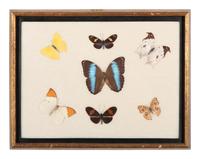Three Framed Groups of Lepidopterological Specimens