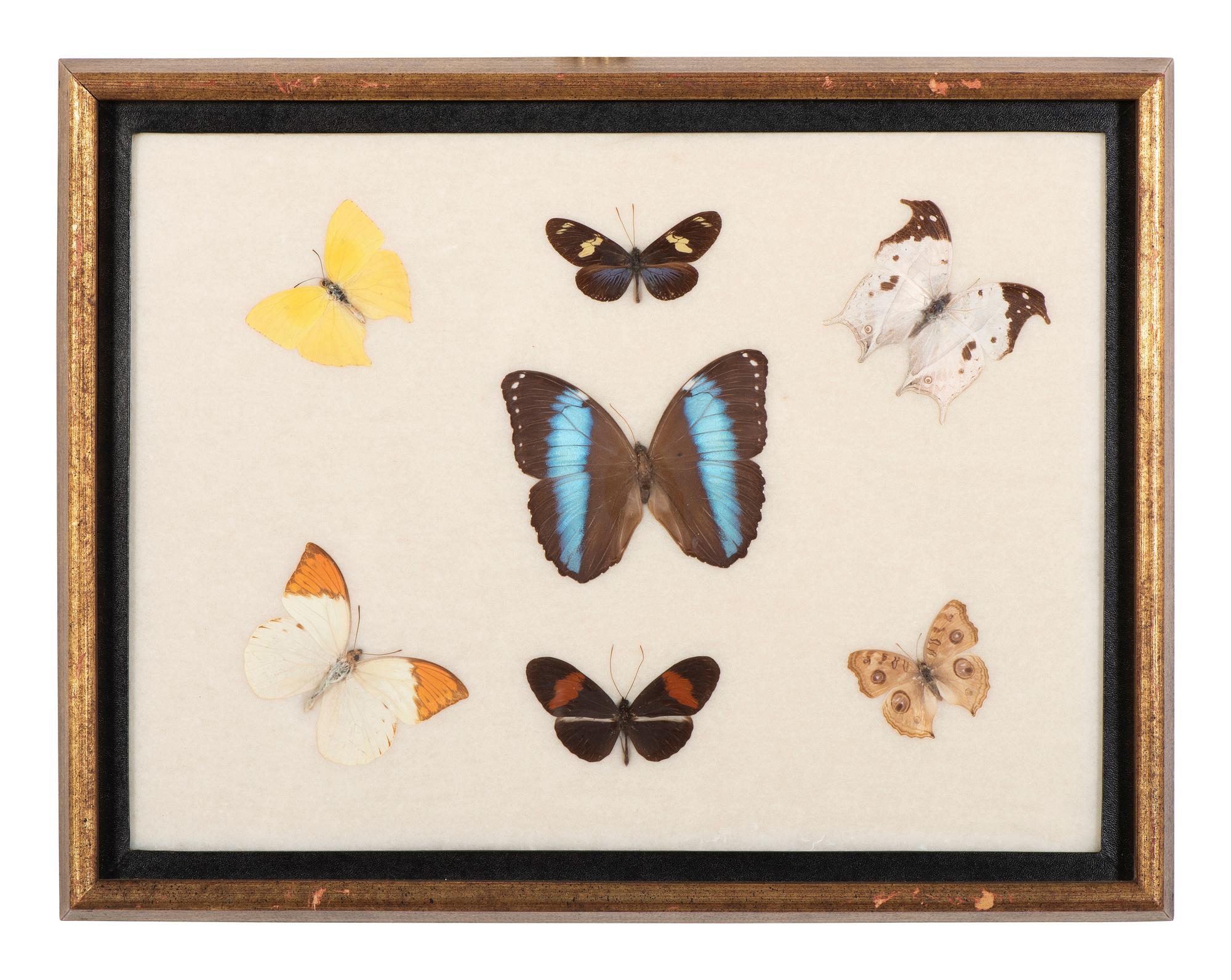 Three Framed Groups of Lepidopterological Specimens