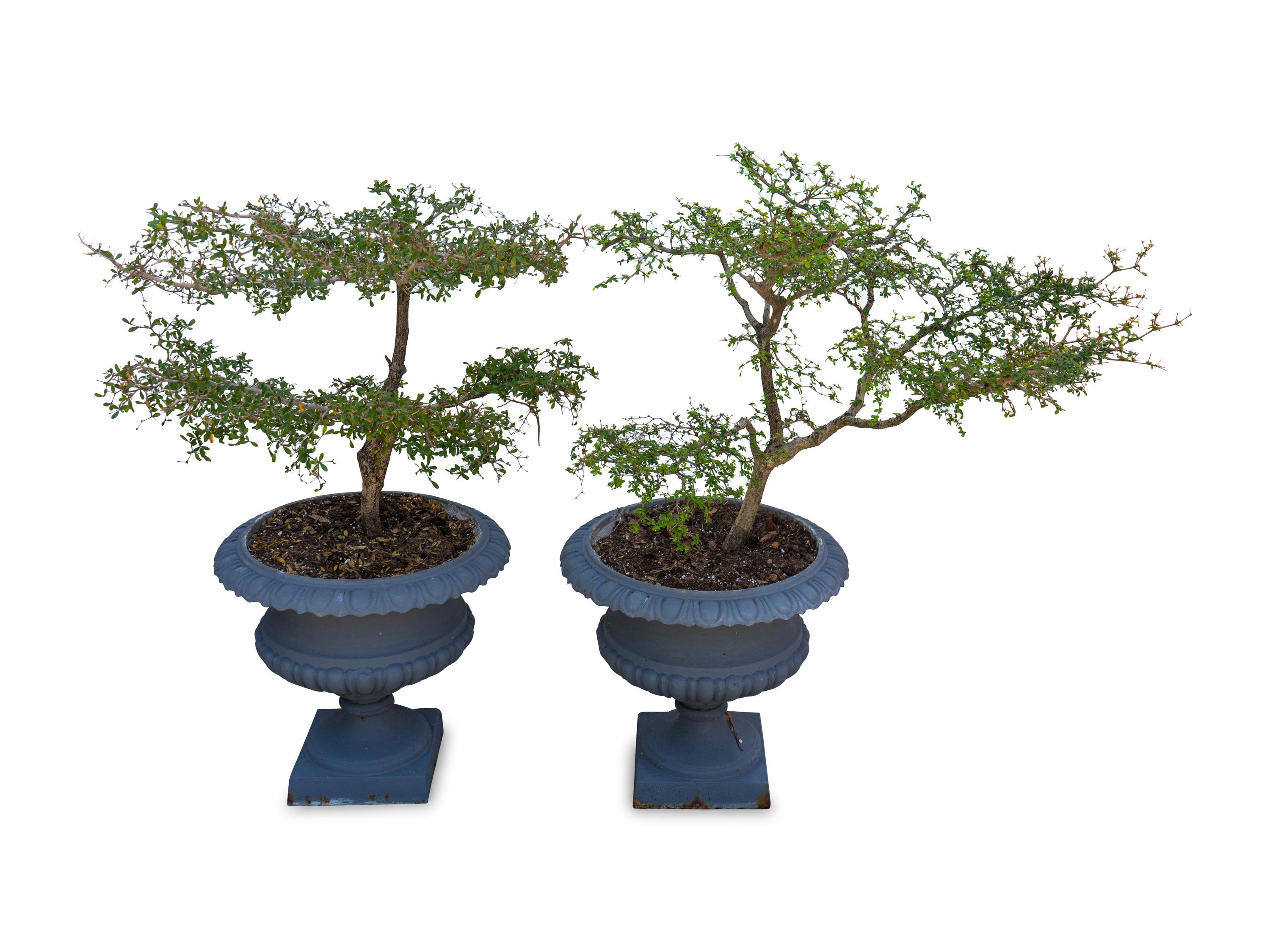 A Pair of Grey-Painted Cast Iron Campana-Form Garden Urns