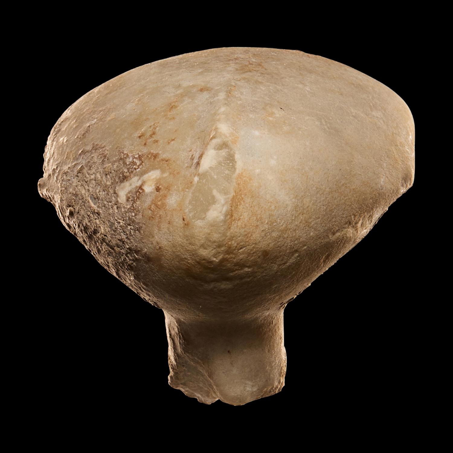 An Anatolian Marble Head