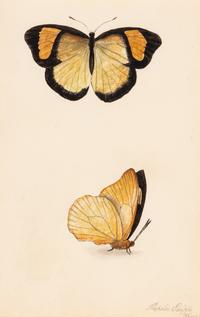 A Collection of Nine Framed Watercolors of Butterflies