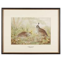 ALEXANDER POPE JUNIOR (AMERICAN 1849-1924) "BLACK DUCK" FROM UPLAND GAME BIRDS AND WATERFOWL OF THE UNITED STATES