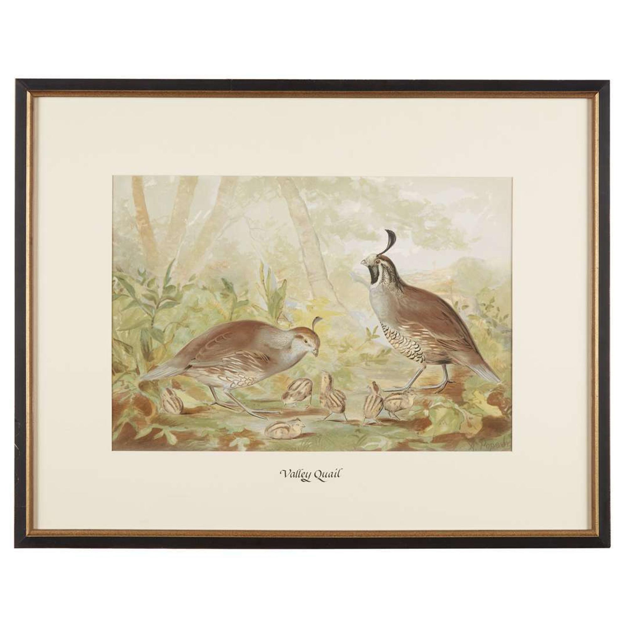 ALEXANDER POPE JUNIOR (AMERICAN 1849-1924) "BLACK DUCK" FROM UPLAND GAME BIRDS AND WATERFOWL OF THE UNITED STATES