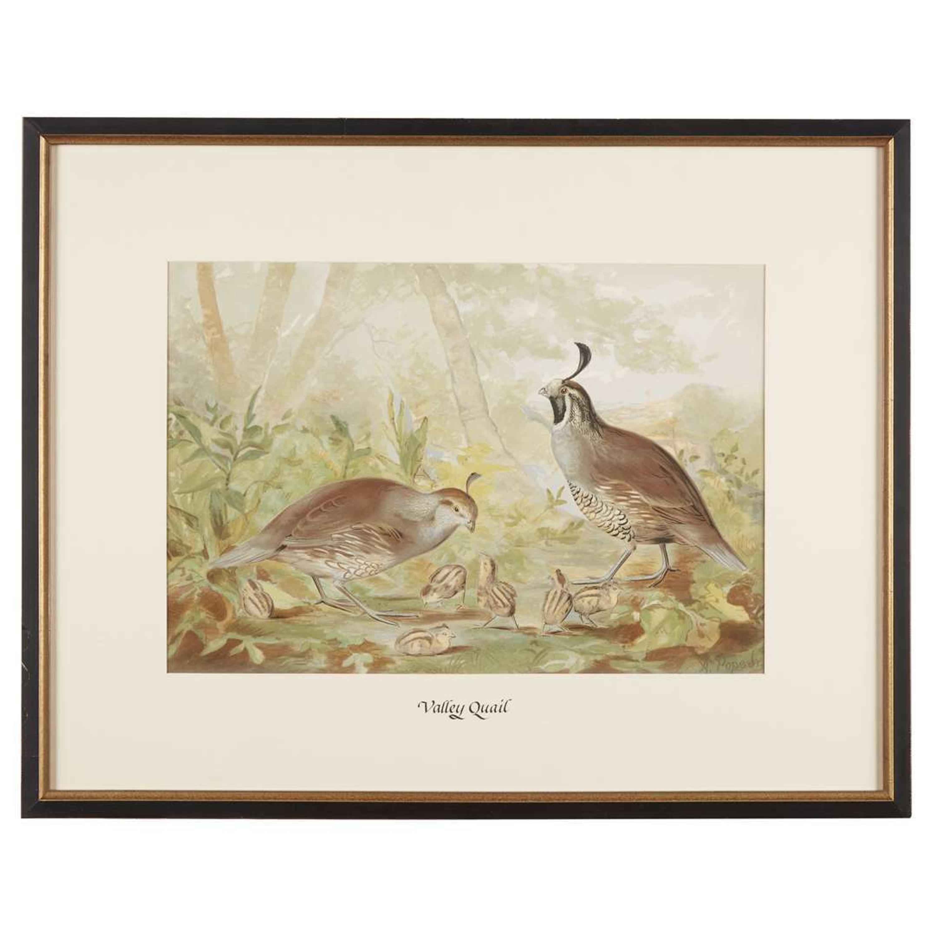 ALEXANDER POPE JUNIOR (AMERICAN 1849-1924) "BLACK DUCK" FROM UPLAND GAME BIRDS AND WATERFOWL OF THE UNITED STATES