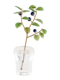 A Carved Rock Crystal, Nephrite, Lapis and 18-Karat Gold Blueberry Plant Study