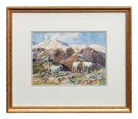 Big Horn Sheep