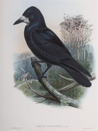 Eight Framed Avian Prints