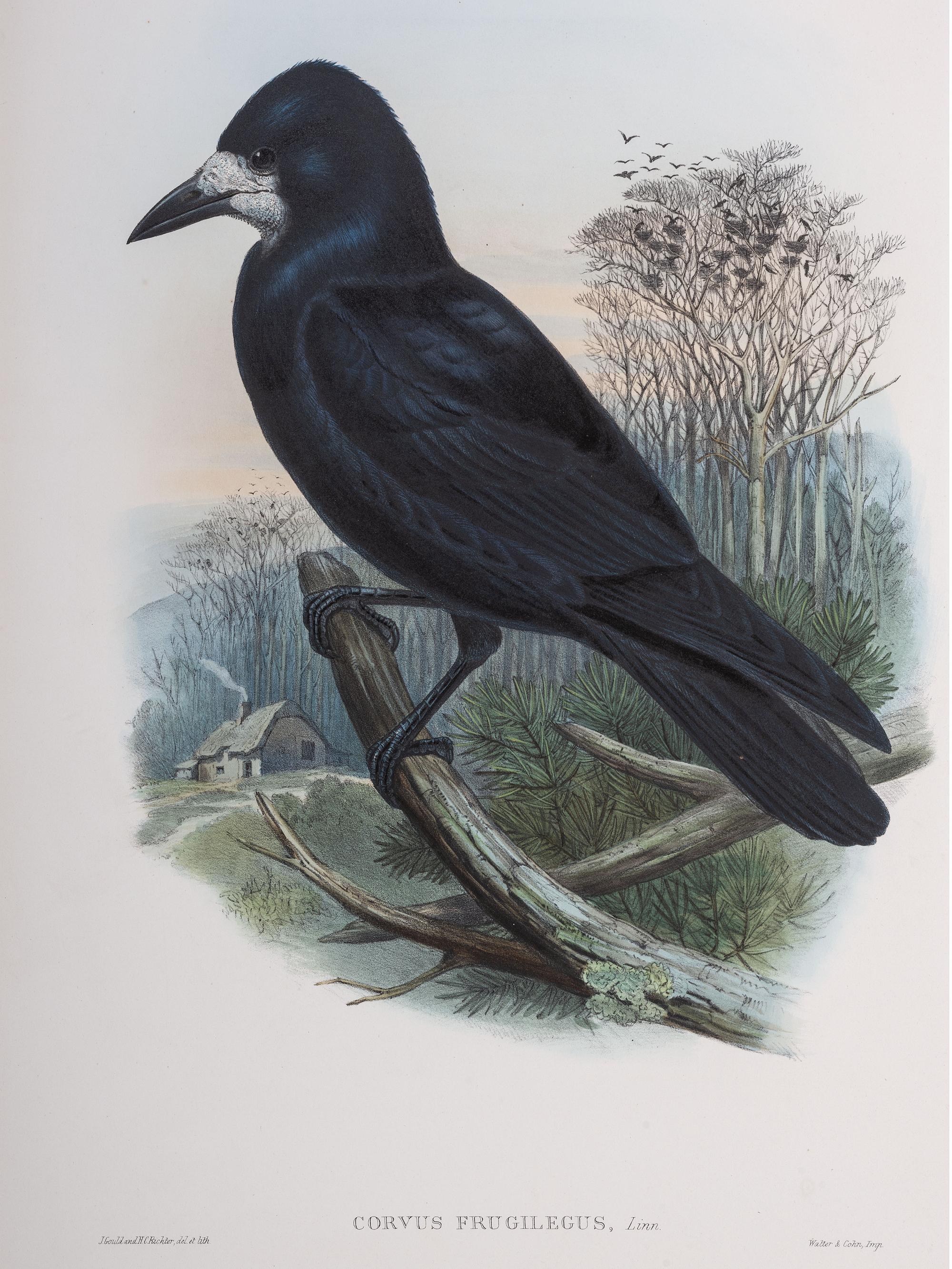 Eight Framed Avian Prints