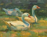Geese, Sunbathing Along the Anglin River