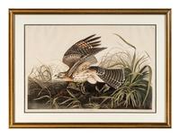 AUDUBON, John James (1785-1851) Winter Hawk (Plate 71) Circus hyemalis