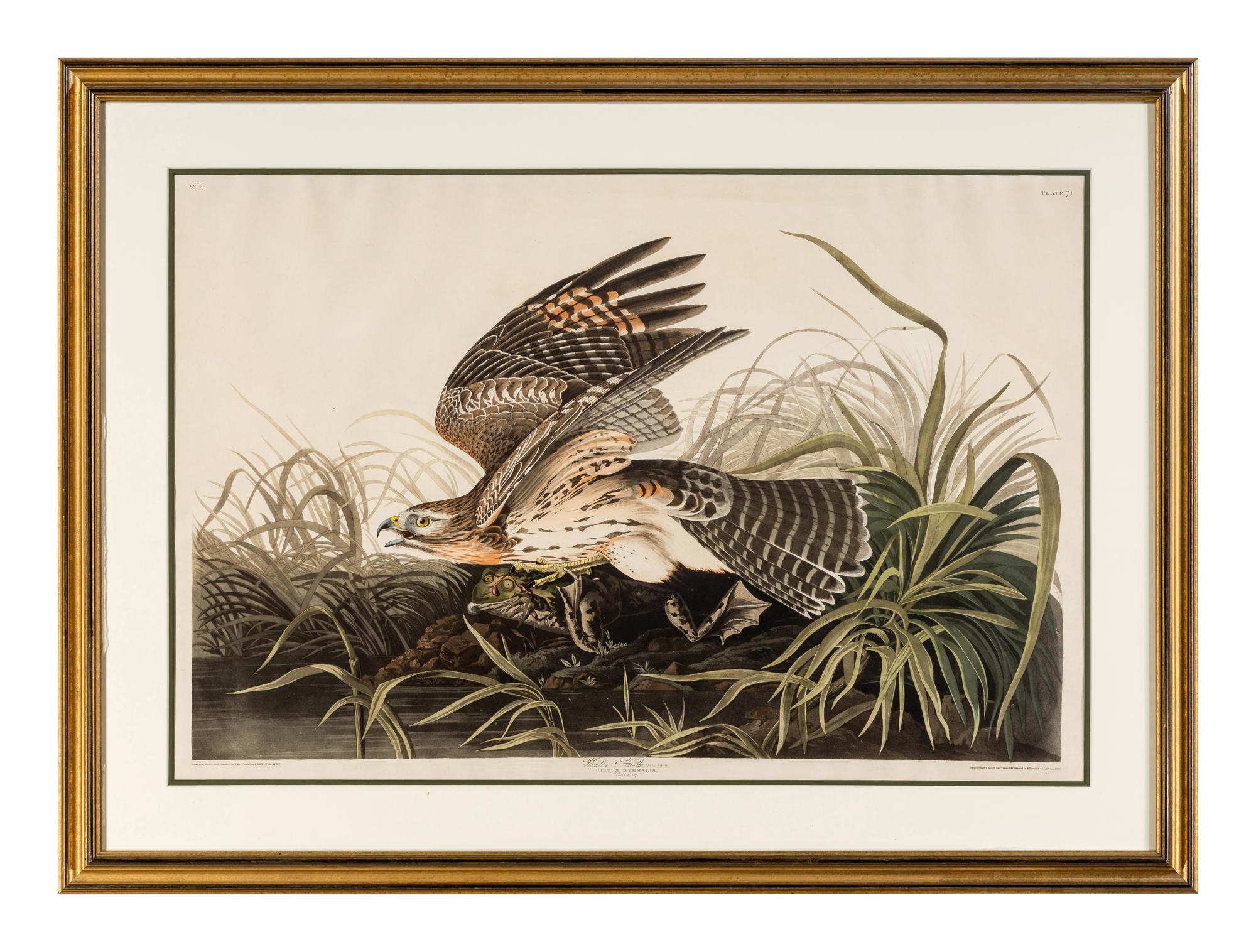 AUDUBON, John James (1785-1851) Winter Hawk (Plate 71) Circus hyemalis