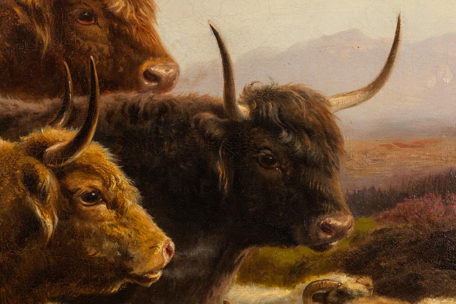 Highland Cattle and Sheep
