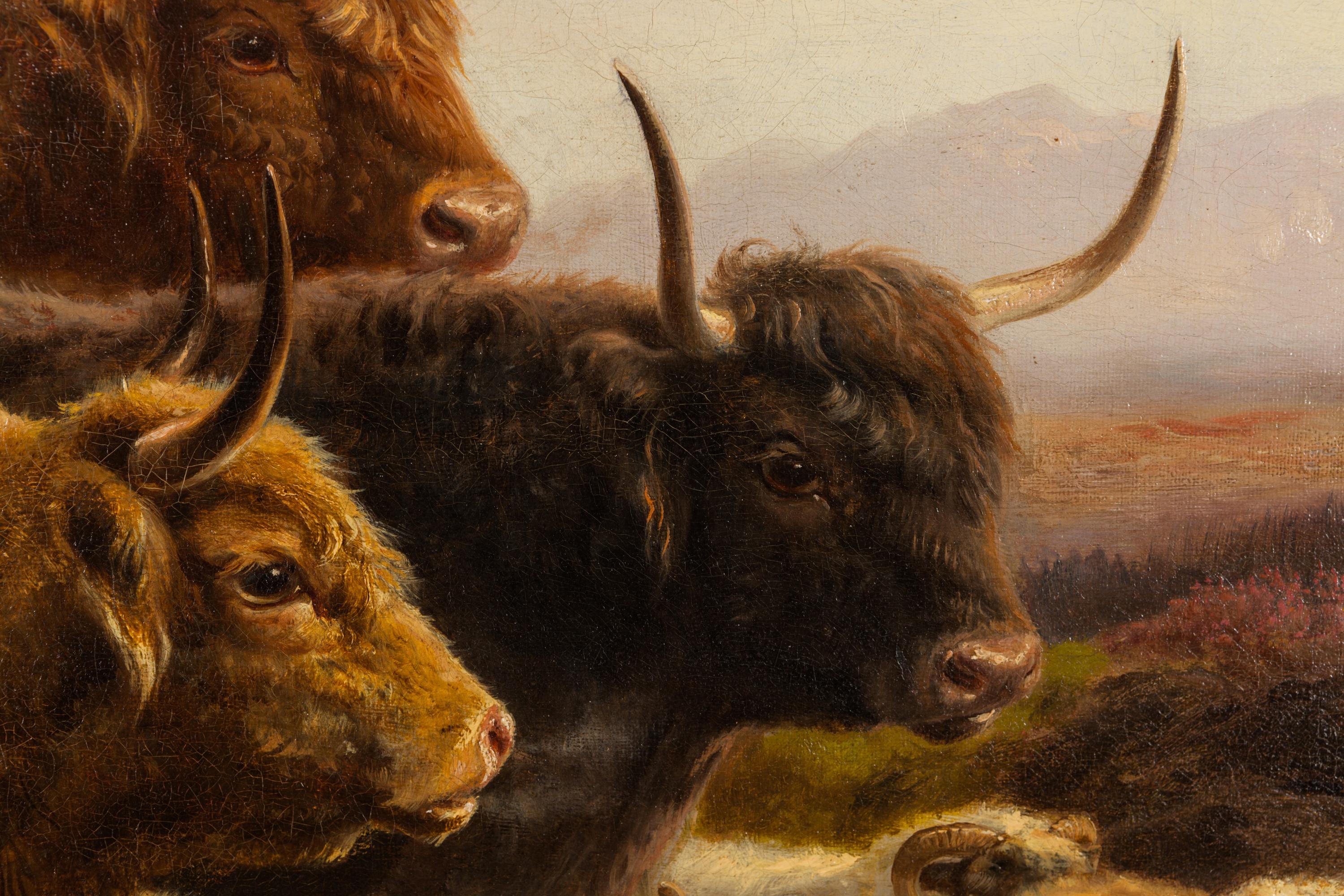 Highland Cattle and Sheep