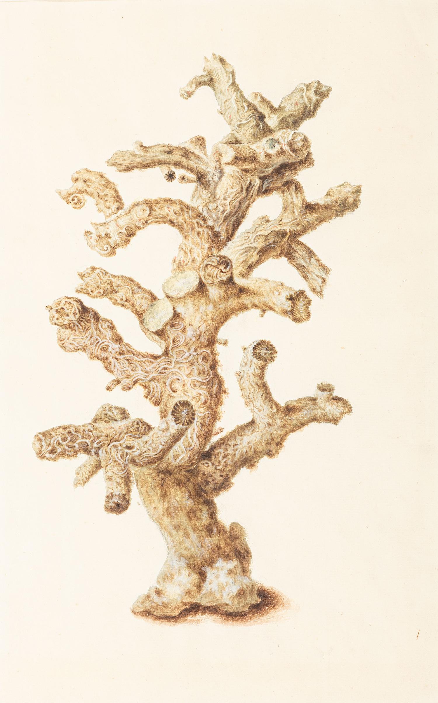 Six Hand-Colored Shell and Coral Engravings