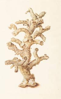 Six Hand-Colored Shell and Coral Engravings