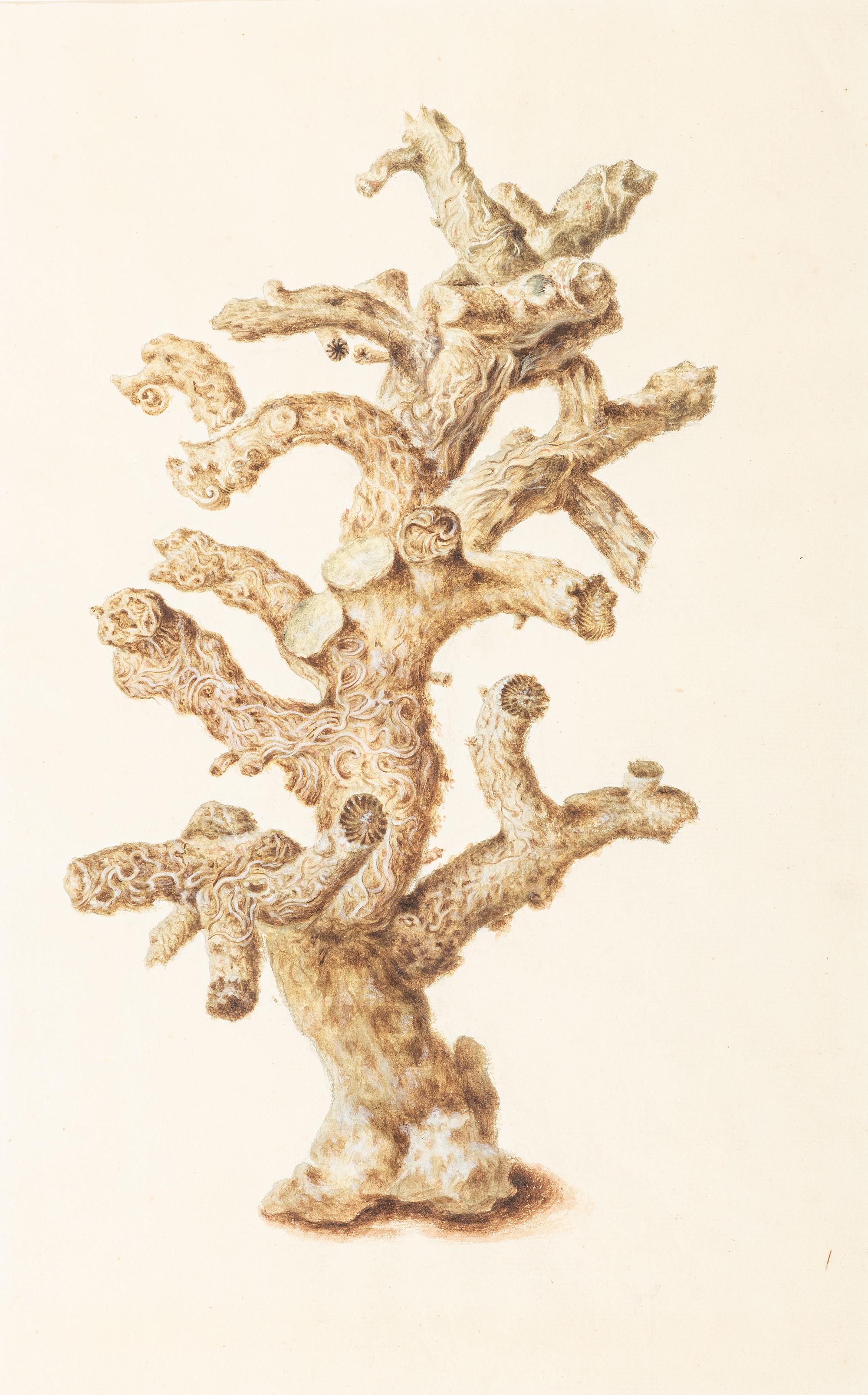 Six Hand-Colored Shell and Coral Engravings